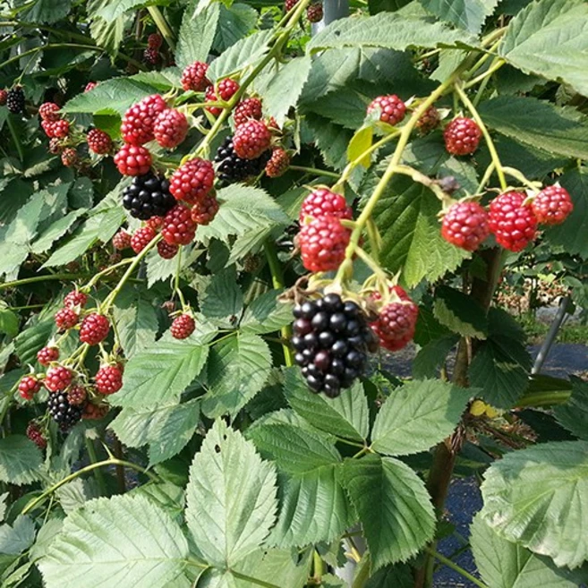 복분자냉동